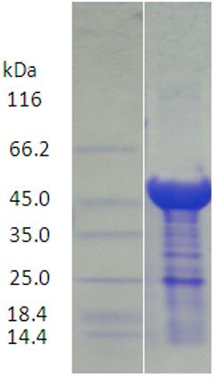 15% SDS-PAGE analysis profiles of purified AB57_1059-25-466 (CBB stained).